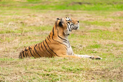 Tiger 4K Wallpaper · animals · 3840×2563