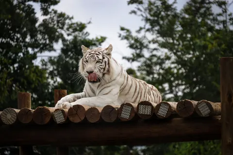 Tiger 4K Wallpaper · animals · 3840×2561
