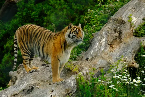 Tiger 4K Wallpaper · animals · 3840×2560