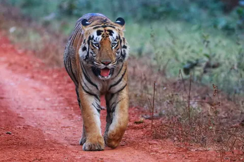 والپیپر ببر با کیفیت 4K · animals · 3840×2560