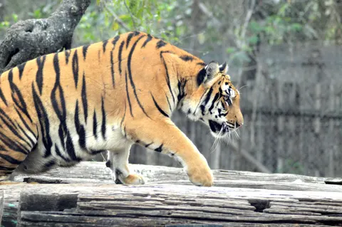 Wallpaper Harimau 4K · animals · 3840×2553