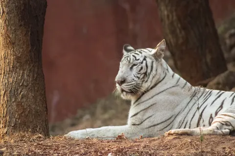 Tiger 4K Wallpaper · animals · 3840×2560