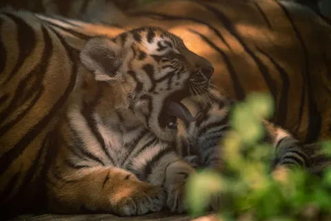 Tiger 4K Wallpaper · animals · 3840×2560