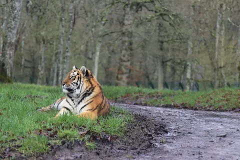 Tiger 4K Wallpaper · animals · 3840×2560