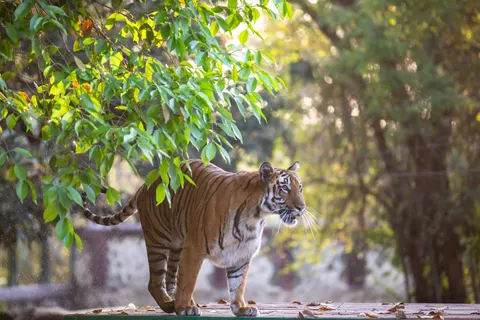 والپیپر ببر با کیفیت 4K · animals · 3840×2560