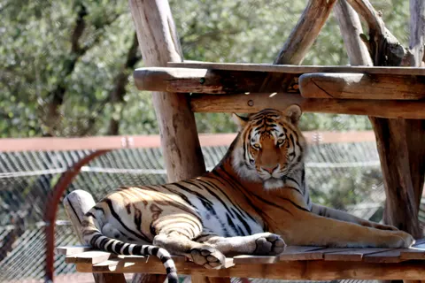 Tiger 4K Wallpaper · animals · 3840×2560