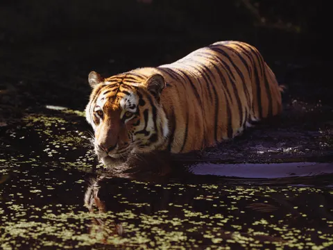 Hình nền Hổ 4K · animals · 3840×2880