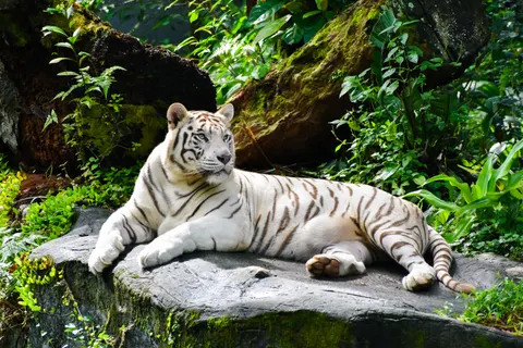 Tiger 4K Wallpaper · animals · 3840×2560