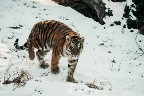 Sfondo Tigre 4K · animals · 3840×2560
