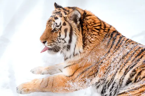 Tiger 4K Wallpaper · animals · 3840×2561