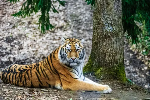 Tiger 4K Wallpaper · animals · 3840×2560