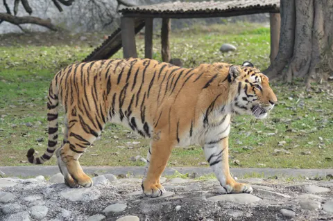 Tiger 4K Wallpaper · animals · 3840×2553
