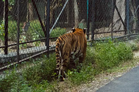 Tiger 4K Wallpaper · animals · 3840×2560
