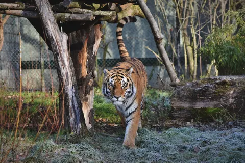 Tiger 4K Wallpaper · animals · 3840×2560