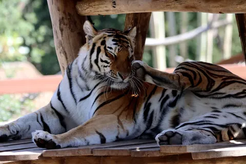 Tiger 4K Wallpaper · animals · 3840×2560