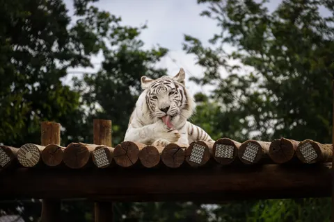Tiger 4K Wallpaper · animals · 3840×2561