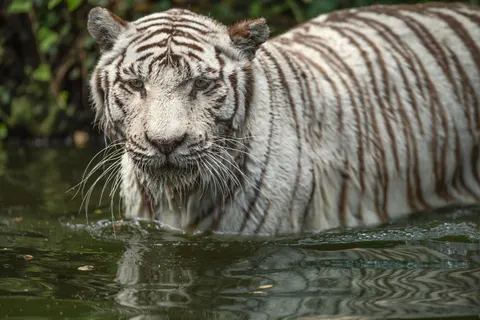 Tiger 4K Wallpaper · animals · 3840×2560