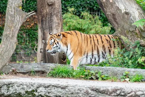 Tiger 4K Wallpaper · animals · 3840×2563