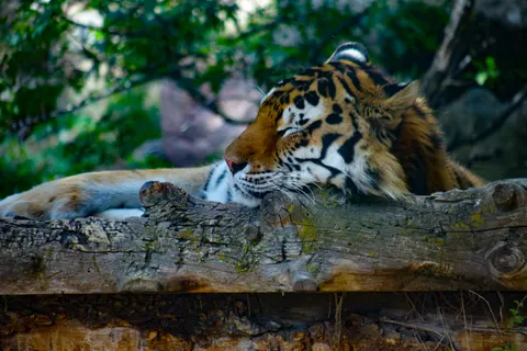 Tiger 4K Wallpaper · animals · 3840×2560