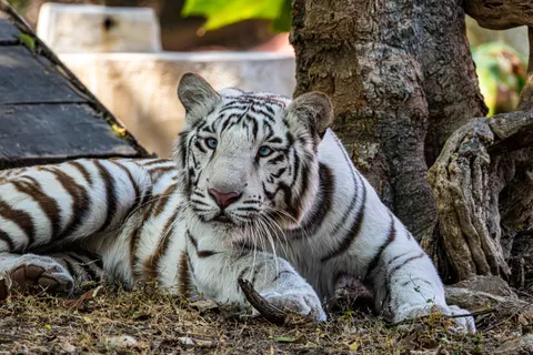 Tijger 4K-achtergrond · animals · 3840×2560
