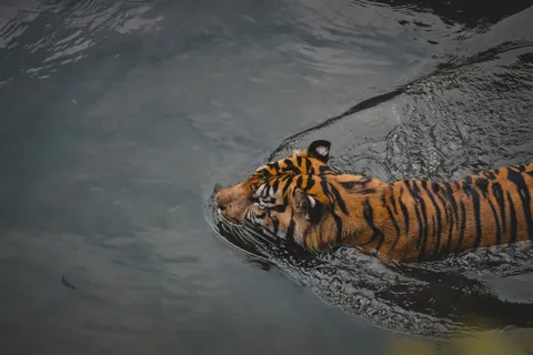Hình nền Hổ 4K · animals · 3840×2560