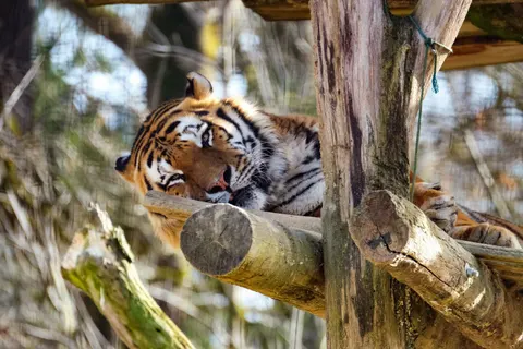Hình nền Hổ 4K · animals · 3840×2560