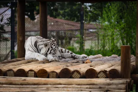Tiger 4K Wallpaper · animals · 3840×2561