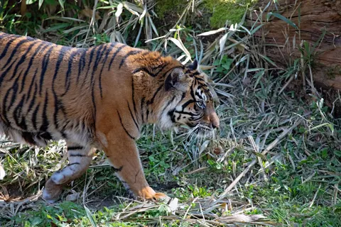 Tiger 4K Wallpaper · animals · 3840×2560