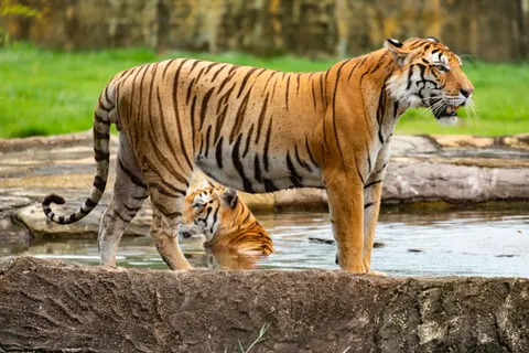 Tiger 4K Wallpaper · animals · 3840×2563