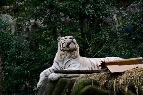 Tiger 4K Wallpaper · animals · 3840×2560