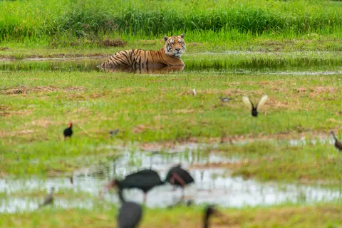 Tiger 4K Wallpaper · animals · 3840×2563