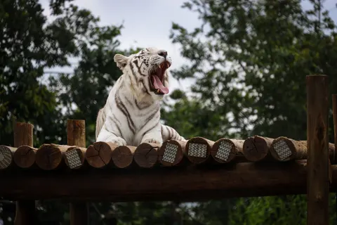 Tiger 4K Wallpaper · animals · 3840×2561