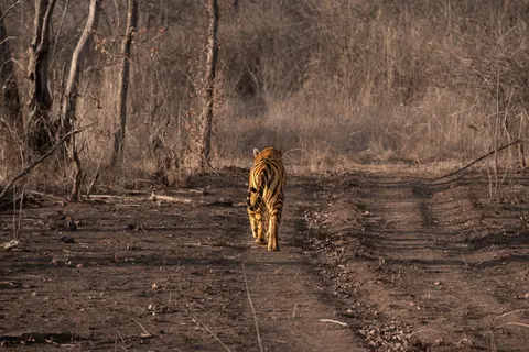 Tiger 4K Wallpaper · animals · 3840×2563