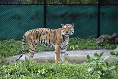 Tiger 4K Wallpaper · animals · 3840×2560
