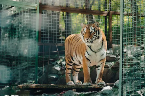 Fond d'écran Tigre 4K · animals · 3840×2561