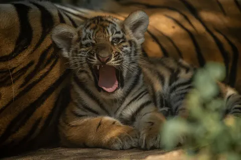 Tiger 4K Wallpaper · animals · 3840×2560