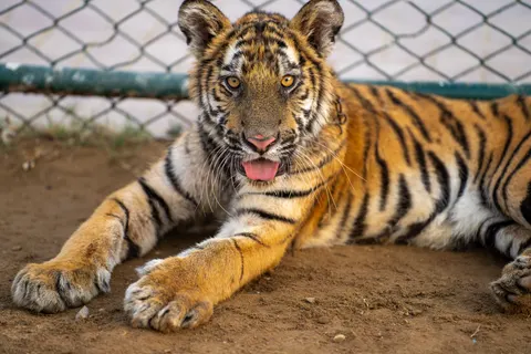 Tiger 4K Wallpaper · animals · 3840×2560