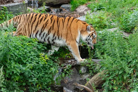 Tiger 4K Wallpaper · animals · 3840×2563