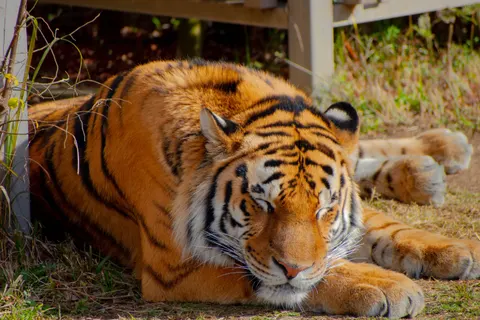 Papel de parede Tigre 4K · animals · 3840×2560