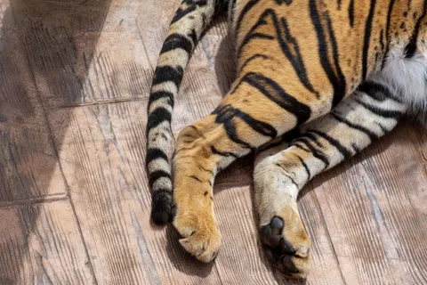 Tiger 4K Wallpaper · animals · 3840×2560