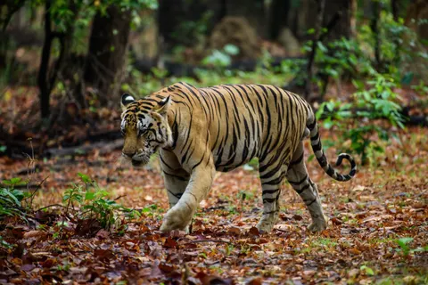 Tiger 4K Wallpaper · animals · 3840×2560