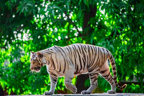 Tiger 4K Wallpaper · animals · 3840×2560