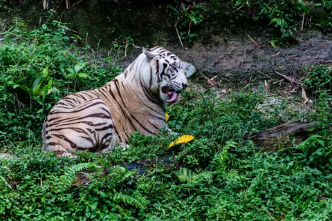 Tiger 4K Wallpaper · animals · 3840×2560