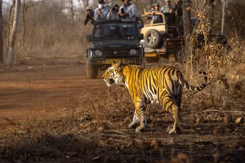 Tiger 4K Wallpaper · animals · 3840×2563