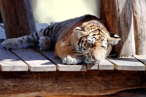 Tiger 4K Wallpaper · animals · 3840×2560
