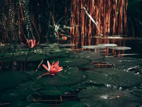Обои Кувшинка 4K · flowers · 3840×2878