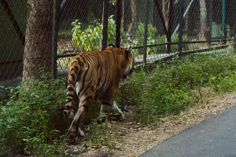 Tiger 4K Wallpaper · animals · 3840×2560