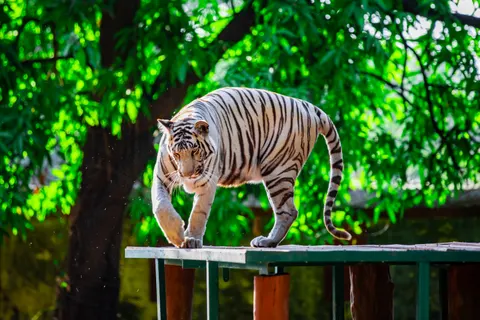 Tiger 4K Wallpaper · animals · 3840×2560