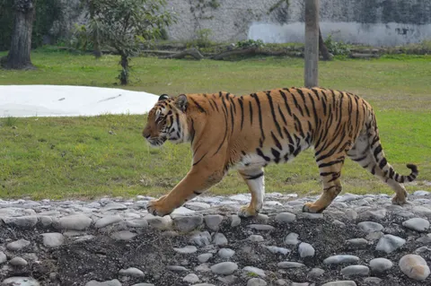 Tiger 4K Wallpaper · animals · 3840×2553