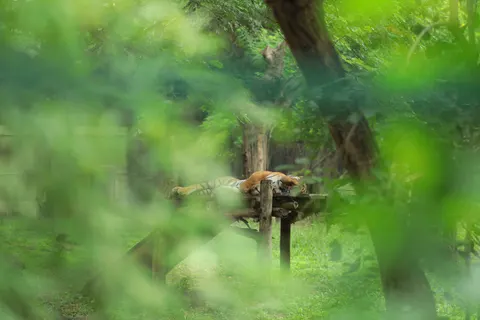 Tiger 4K Wallpaper · animals · 3840×2560